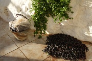  c'est la récolte des olives
